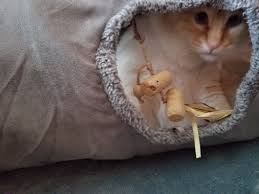 My cat is lovesble and doesnt fight with other cats and gets along with my dog. Help My Cat Is Attacking Me When I Groom Him Thecatsite