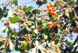 Image result for Cordia monoica
