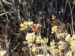 Desert Milkweed Asclepias Subulata With Tarantula Hawk Wasp Pepsis Formosa Which Is Notorious For Having The Most Painfu Asclepias Milkweed Tarantula Hawk