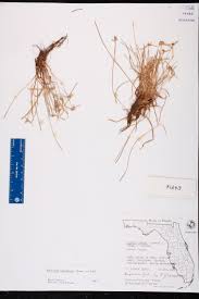 Image result for Kyllinga squamulata