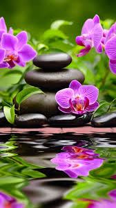 Listening To Zen Spa Music With White Noise By Tmsoft Orchid Wallpaper Zen Wallpaper Zen Pictures