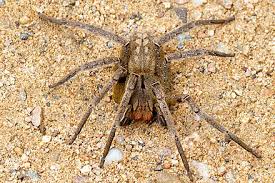 Als bananenspinne wird umgangssprachlich die art brasilianische wanderspinne bezeichnet: Brasilianische Wanderspinne Wikiwand