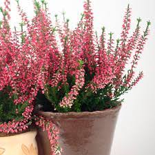 This heather has heliotrope flowers and foliage that is whiskey colored, and it blooms from january to may. Heather Indoors Erica Species My Garden Life