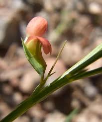 Image result for Lathyrus sphaericus