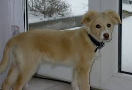 Wir sammeln bis zu 733 anzeigen von hunderten kleinanzeigen portalen für dich! Golden Retriever Collie Mix Sandy Welpe N Zuhause Gefunden Menschen Fur Tiere Happy Ends Archiv Von Zergportal De