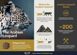They are not leopards of the open desert and bush, but instead live in the high mountains of arabia. A Lifeline For The Last Leopards Commentary
