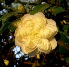 215 homes for sale in gilmer, tx. Https Www Google Com Au Blank Html Camellia Flower Flowers Love Flowers