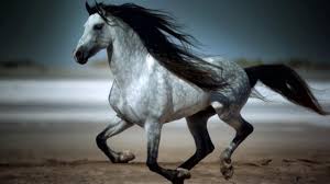 Maybe you would like to learn more about one of these? Amazing Galloping Horses Youtube