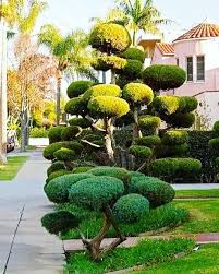 Wonderful Example Of Niwaki Or Cloud Pruning Beautiful Johnlautner Interiorstylist Interiors Topiary Garden Urban Garden Topiary Trees