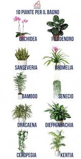 Le piante ornamentali raggruppano, per definizione, le erbacee, gli arbusti, i cespugli, le rampicanti e le piante da vaso sempreverdi, caduche, tropicali, da fiore e da frutto, che per caratteristiche, aspetto e peculiarità colturali si prestano all'abbellimento degli spazi verdi. Fiori E Nomi Botanici