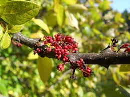 Image result for Zanthoxylum sp. A