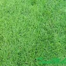 Jika anda membutuhkan rumput jepang untuk mempercantik taman di rumah atau kantor anda, maka berada di website yang tepat karena kami adalah supplier rumput jepang (rumput taman malang). Jual Rumput Jepang 1x1m Rumputjepang Terbaru Juli 2021 Blibli