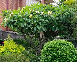 Frangipani Tree Plumeria Tree Plumeria Florida Landscaping