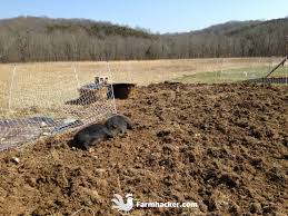 Maybe you would like to learn more about one of these? How To Till A Garden Without A Tiller Using Pigs Farmhacker Com