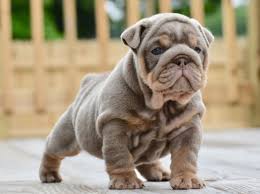 Hand raised miniature english bulldog puppies for sale to updated jan 2021 (new puppies just posted (taking applications now to reserve picks). Lilac English Bulldog Puppy Bulldog Puppies English Bulldog Puppies Bulldog