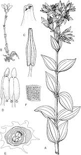 Image result for Chironia laxiflora