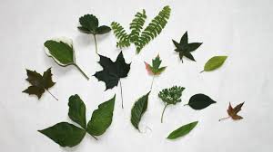 Das deckblatt für die hausarbeit kann ausschlaggebend dafür sein, wie ein dozent deine das deckblatt für die hausarbeit sollte nicht überladen sein. Herbarium Anlegen Tipps Techniken Zum Trocknen Der Blumen