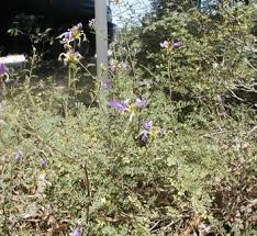 Image result for Indigofera pulchra