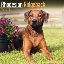 Image result for rhodéský ridgeback