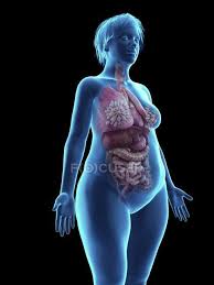 Illustration of an obese woman s internal organs stock photo. Illustration Of Blue Silhouette Of Obese Woman With Internal Organs On Black Background Lungs Chubby Stock Photo 236810796