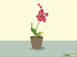 Depending on which you choose, the orchid care will vary. How To Care For Orchids 14 Steps With Pictures Wikihow