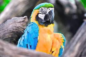 Maybe you would like to learn more about one of these? 5 Reasons Why Exotic Birds Are Given Up And How You Can Help Them Victoria Stilwell Positively