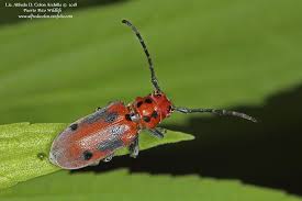 Red Milkweed Beetle Tetraopes Tetrophthalmus Photo By Alfredo Colon Http Www Minnesotaseasons Com Insects Red Milkwee Insects Milkweed Bugs And Insects