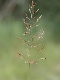Image result for Agrostis isopholis
