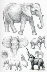 Asp1 African Elephant Animal Drawings Sketches Elephant Sketch Animal Drawings