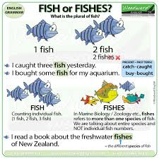 The Plural Of Fish Fish Or Fishes Woodward English