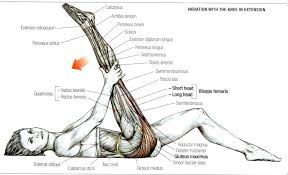 Stretching How To Stretch The Gluteus Maximus Exercise 2 Yoga Anatomy Massage Therapy Muscle Anatomy
