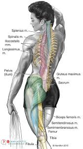Sep 02, 2020 · the proper way to describe the lower limb is the lower extremity. Tighten Your Core And Lower Body Human Advices Body Core Workout Plan Muscle Anatomy