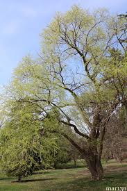 Check spelling or type a new query. White Willow Salix Alba North American Insects Spiders