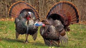 Location, size, and extent topography climate flora and fauna environment population migration ethnic groups languages religions. Spring Turkey Hunters Register 16 Increase In Birds