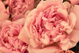 The outstanding arrangements of the lush delicate touch and the belle petite fleur of sweet tea, will bring happiness and joy to the special one in your life. New Covent Garden Market