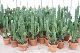 Image result for Euphorbia ingens