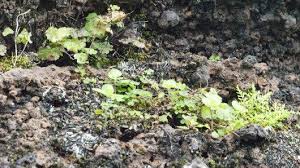 Image result for Anogramma