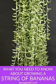 In this and the four subsections that follow, i describe a calculus for representing propositions as sentences, in other words, as syntactically defined sequences of signs. Growing A String Of Bananas Houseplant What You Need To Know