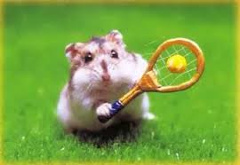 Resultado De Imagen De Fotos De Hamsters Columpiandose Hamster Cute Hamsters Funny Hamsters