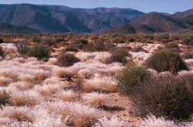 Image result for Tristachya lualabaensis