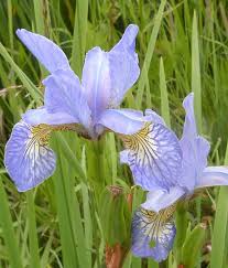 Image result for Iridaceae