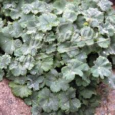 Image result for Alchemilla ellenbeckii