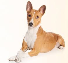 List of 300+ dog breeds to find the best dog breed for you and your family, learn about its personality, health issues, costs of ownership, shedding, and more. Learn About The Basenji Dog Breed From A Trusted Veterinarian
