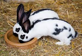 The venture could begin as a backyard or garden. How To Start Rabbit Farming As Farmnewsindia English Facebook