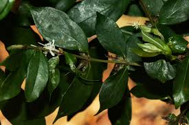 Image result for Cremaspora