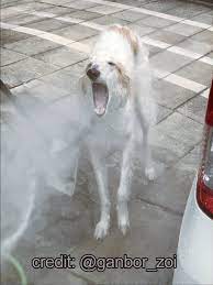 Get detailed borzoi facts, health, history, appearance, temperament, and maintenance information on wag! Hb On Twitter Taking A Break From Scary Borzois To Post Some Wholesome Borzoi Bois