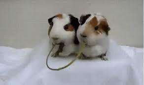 Cute Animal Kiss Gif Page 1 Line 17qq Com cute animal kiss gif page 1 line