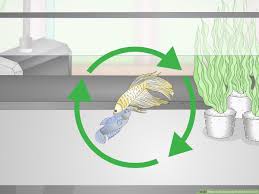 How To Selectively Breed Betta Fish With Pictures Wikihow