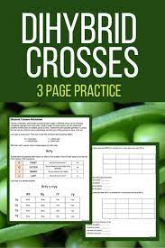 Dihybrid Crosses Practice Worksheet Middle School Science Resources Teaching Science Middle School Science Class