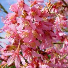 The classical flowers of the okame flowering cherry tree begin blooming in february, and open as single pink petals, and continue to show their color until late in the fall. Buy Okame Ornamental Cherry Tree Online Free Uk Delivery Free 3 Year Tree Warranty